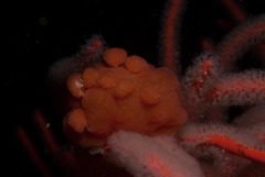 Pseudodromia rotunda