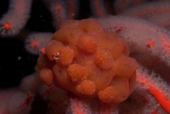 Pseudodromia rotunda