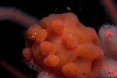 Pseudodromia rotunda