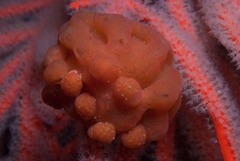 Pseudodromia rotunda