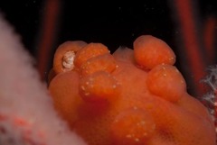 Pseudodromia rotunda