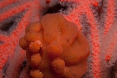 Pseudodromia rotunda