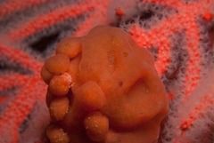 Pseudodromia rotunda