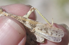 Trimerotropis salina