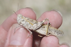 Trimerotropis salina