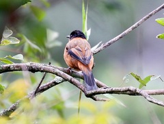 Heterophasia capistrata