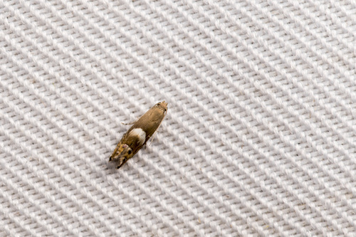 Glyphipterix chionosoma
