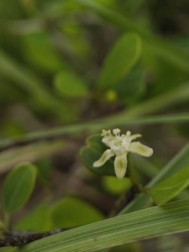Erythroxylum monogynum (Erythroxylum monogynum)