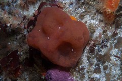 Pseudodromia rotunda