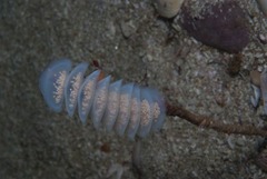 Zemiropsis papillaris