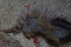 Zemiropsis papillaris