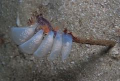 Zemiropsis papillaris