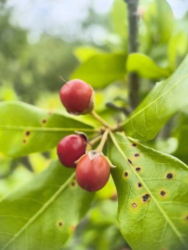 Hugonia mystax (Hugonia mystax)