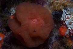 Pseudodromia rotunda