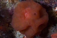 Pseudodromia rotunda