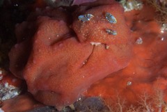 Pseudodromia rotunda