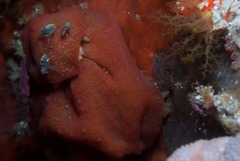 Pseudodromia rotunda