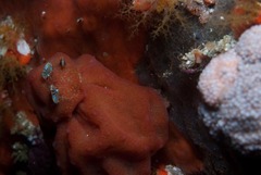 Pseudodromia rotunda