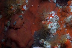 Pseudodromia rotunda