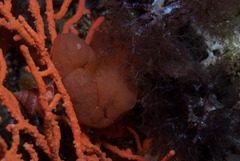 Pseudodromia rotunda