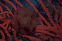 Pseudodromia rotunda