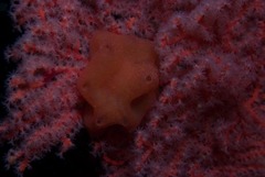 Pseudodromia rotunda