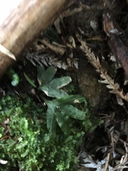 Symphyogyna hymenophyllum