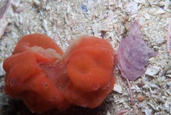 Pseudodromia rotunda