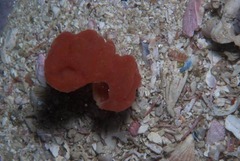 Pseudodromia rotunda