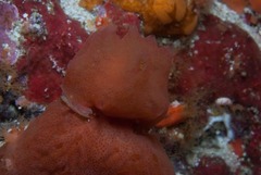 Pseudodromia rotunda