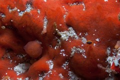 Pseudodromia rotunda