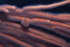 Pseudodromia rotunda