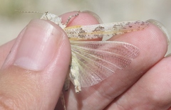 Trimerotropis salina