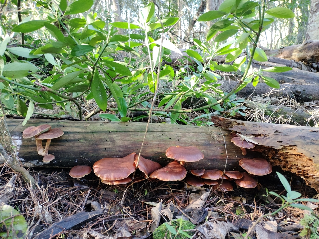 Gymnopilus purpuratus · May 2025 · photo: © bagels_nz (iNaturalist, cc0)