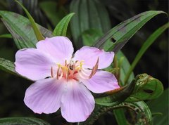 Monolepta cavipennis