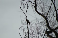 Colaptes auratus auratus