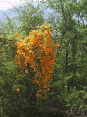 Adenocalymma inundatum