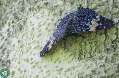 Hamadryas amphinome amphinome