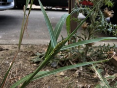 Echinochloa
