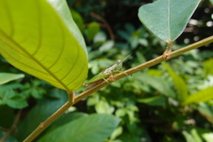Pseudoxya diminuta