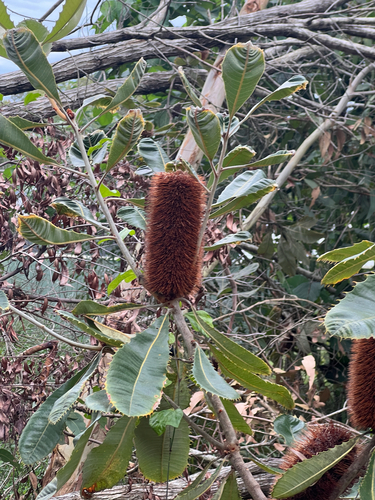 Banksia robur