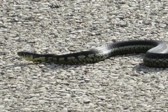 Thamnophis sirtalis semifasciatus