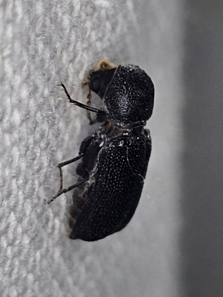 Heterobostrychus unicornis