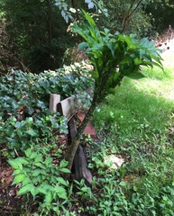 Amorphophallus konjac