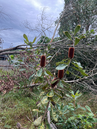 Banksia robur