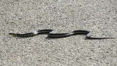 Thamnophis sirtalis semifasciatus