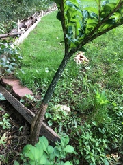 Amorphophallus konjac