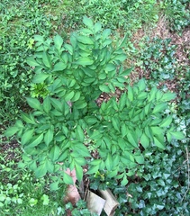 Amorphophallus konjac