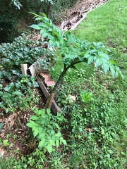 Amorphophallus konjac