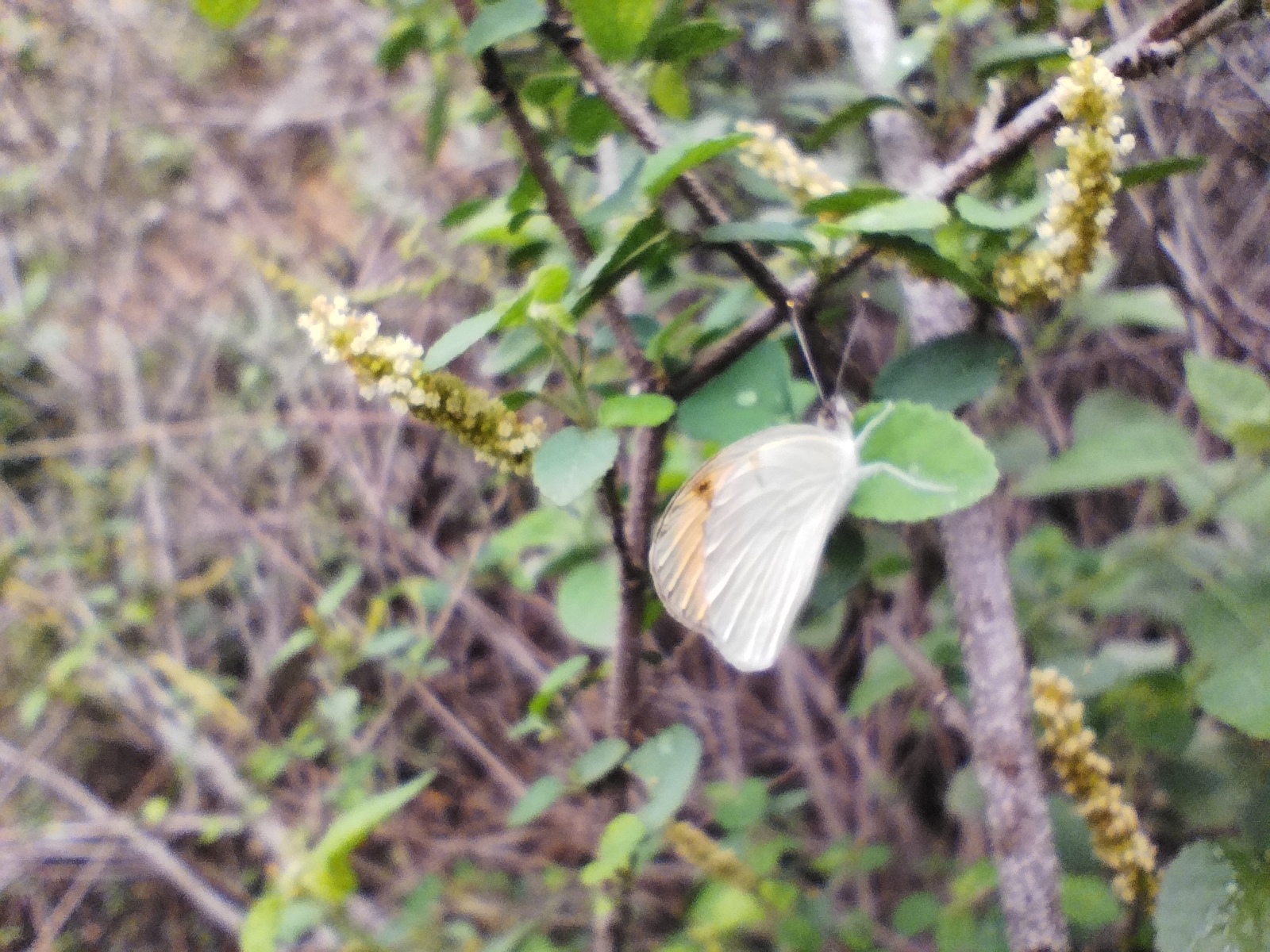 Plain Orange-Tip